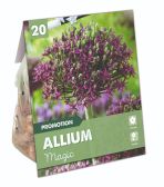Allium Magic